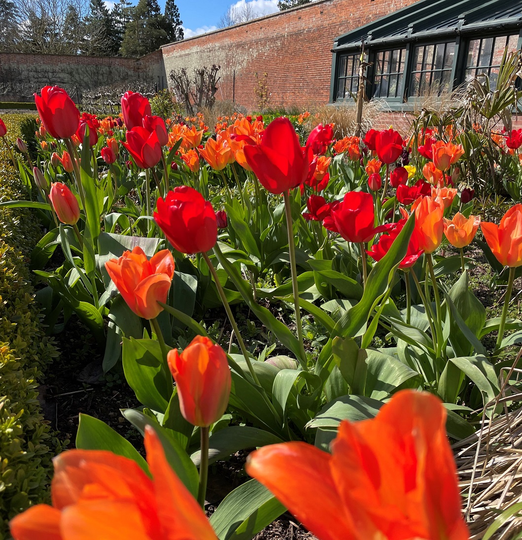 Frogend_dweller's tweet photo. Spring has absolutely sprung at Wimpole Estate, @WimpoleEstateNT. Blossom on the trees and thousands of spring bulbs: beautiful daffs, tulips and snake's head fritillaries. It makes your heart sing! 
@East_England_NT #spring #BlossomWatch #flowers #gardens @nationaltrust https://t.co/yIipMHSFT7