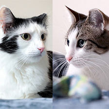 Have you ever thought about adopting companion cats? This inseparable pair, Macy and Marky, is ready for their forever home! Both boys are gentle, sweet, and love to play. Learn more about them on Petfinder! petfinder.com/cat/macy-and-m…