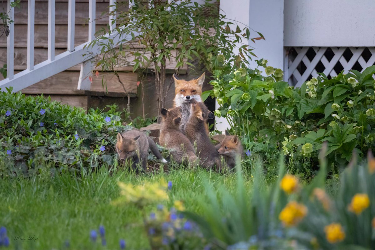 Family time

#dailyfox