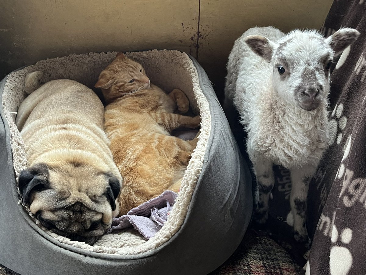 Gam Farm Rare Breeds tweet media