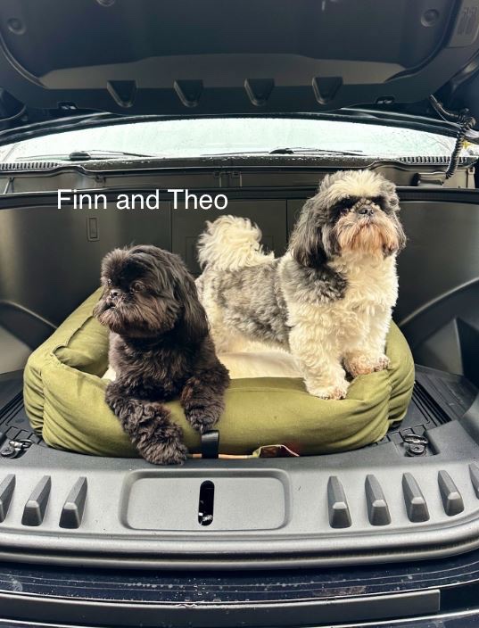 28delayslater's tweet photo. It’s time to vote for the #FrunkpuppyFriday pic of the week! Another amazing week of entries. 

3,000,000 #Floki tokens to the winner 

Vote for your favorite pup (s) below in the poll 

(Might be the last time you can vote without Twitter blue) https://t.co/o3yeQaPfep