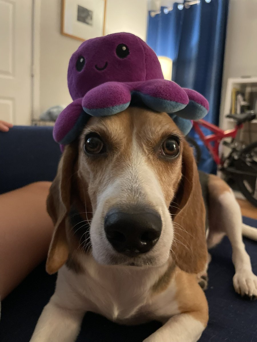 Seth Caylor tweet media