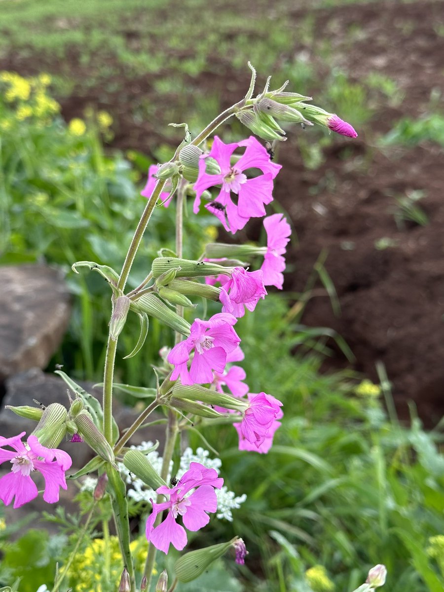 Bir sen, bir #bahar ne güzel kokuyorsunuz bir bilsen.