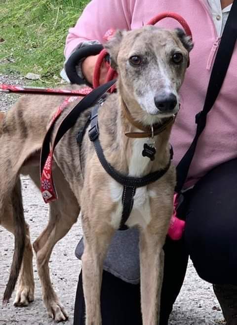 LurcherLink's tweet photo. Lucky is a 6 yr old male lurcher, slender and 24/25" to the shoulder. He is a sensitive, anxious boy and needs a calm home with gentle owners. In rescue Lucky is now coming out of his shell so he is trying. Could you be the one to help his confidence? 💗
https://t.co/GWcqyMySbN https://t.co/3SIH3VvwtZ