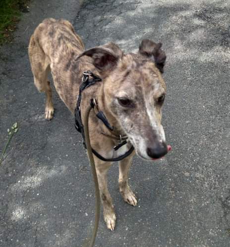 LurcherLink's tweet photo. Lucky is a 6 yr old male lurcher, slender and 24/25" to the shoulder. He is a sensitive, anxious boy and needs a calm home with gentle owners. In rescue Lucky is now coming out of his shell so he is trying. Could you be the one to help his confidence? 💗
https://t.co/GWcqyMySbN https://t.co/3SIH3VvwtZ