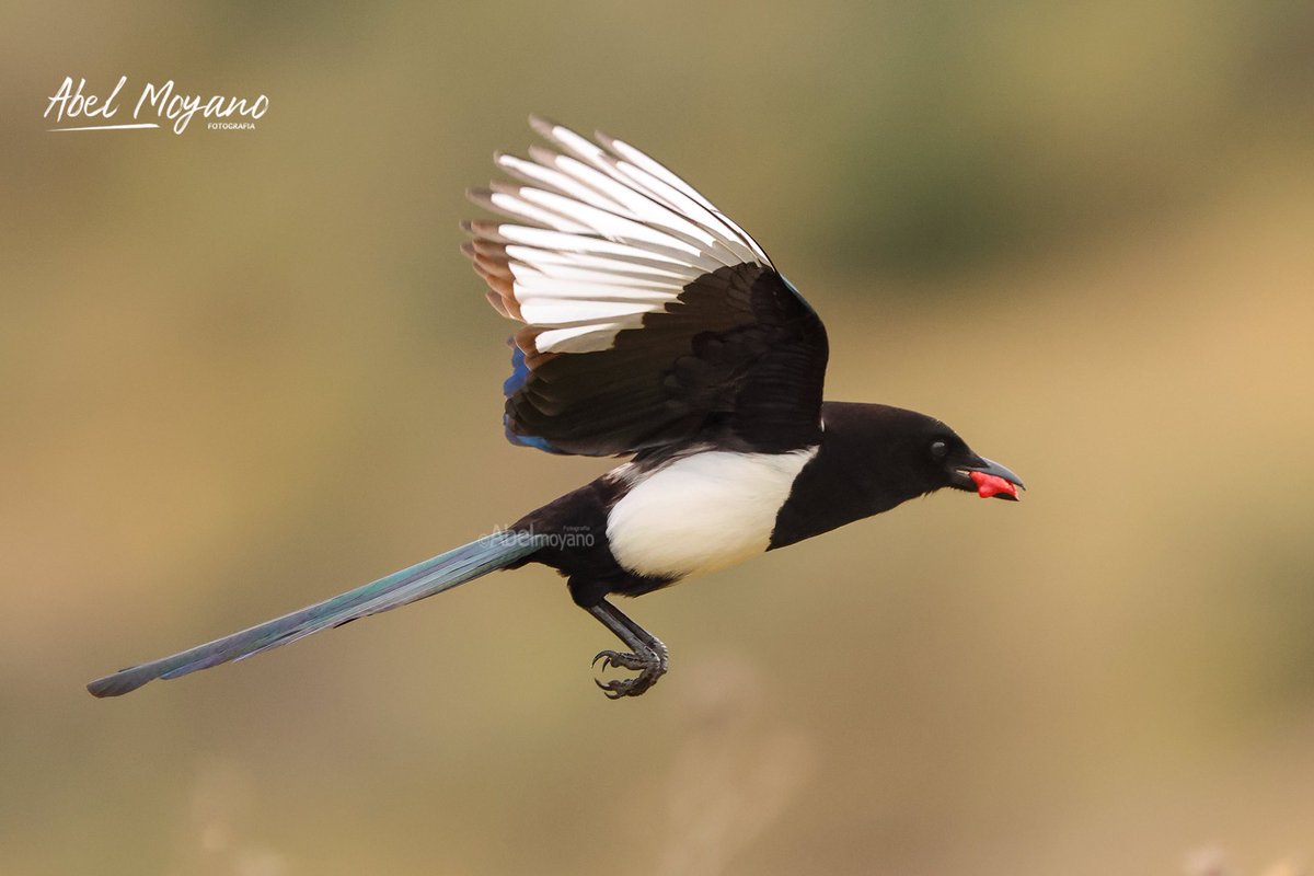 AMoyanoPrieto's tweet photo. Urraca (Pica pica)
#wildlife_photography #Alía #naturephotography  #aves #birds #birdwatching  #Extremadura https://t.co/Z6GlBclc3k