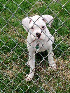iPhoenixV1's tweet photo. @I_Am_Edwards24 @CNN This is an example of an albino dog but this is not a beagle https://t.co/65m7FqoUmc