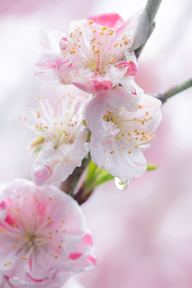 雨に濡れる源平桃 D750 90mm macroF2.8