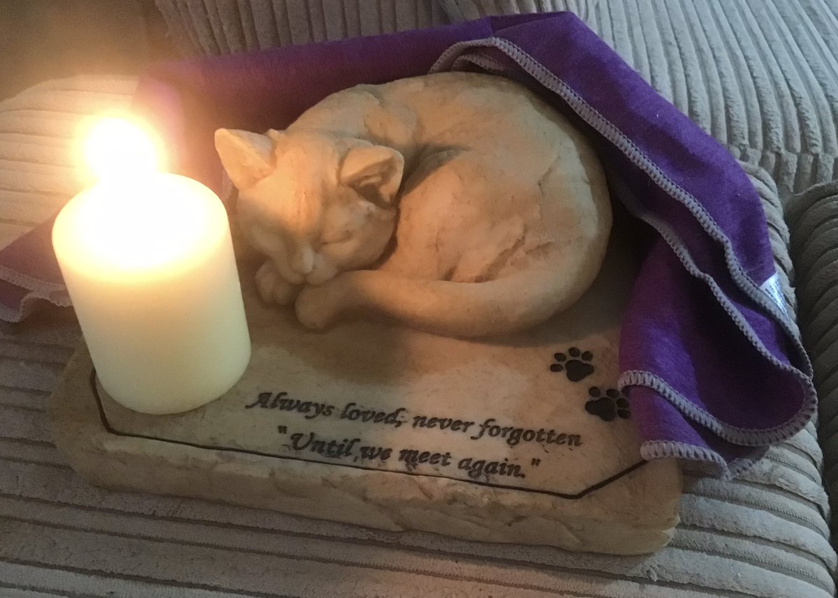 #CatsOfTwitter #PurpleTowelGang #FIVCatsClub In loving memory @scruffkit 💜💜💜💜