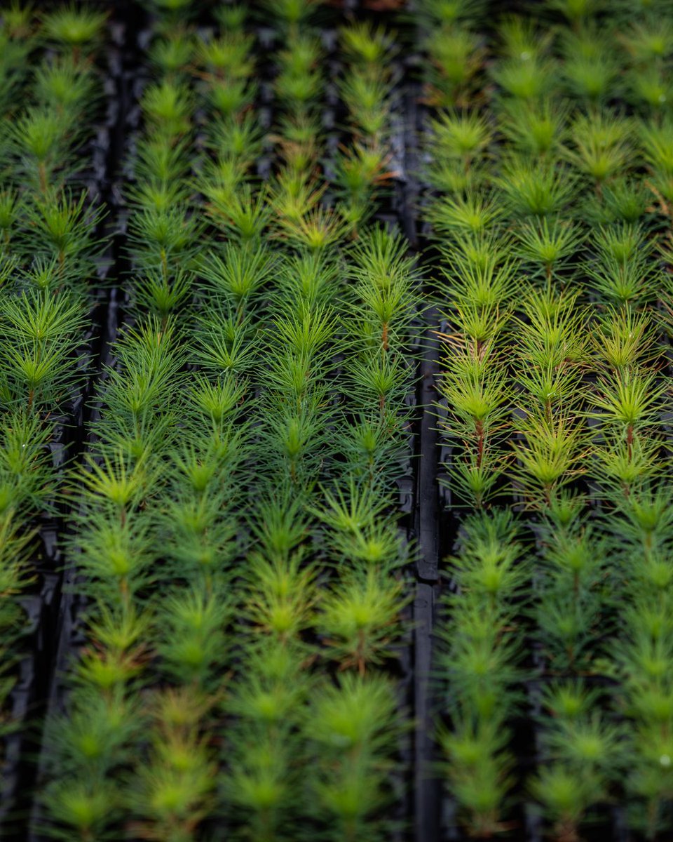 Red Carnation Hotels tweet media