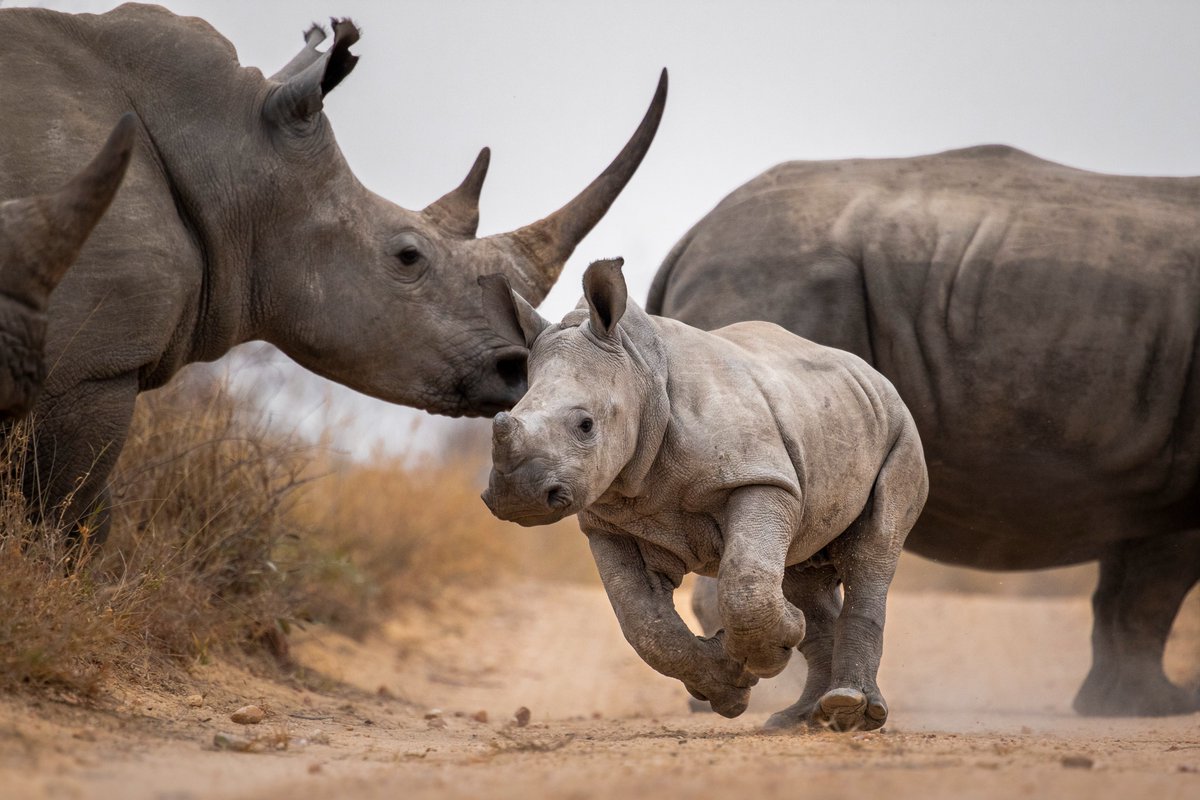 oursorai's tweet photo. We welcome all that share our love for Rhinos and other endangered species.

We speak out because rhinos can’t, and we count on our ambassadors, partners and friends to spread the message that animals are worth more alive.

Find out more at https://t.co/7MCjKRB9Xa 🦏 https://t.co/aEowLFxaMN