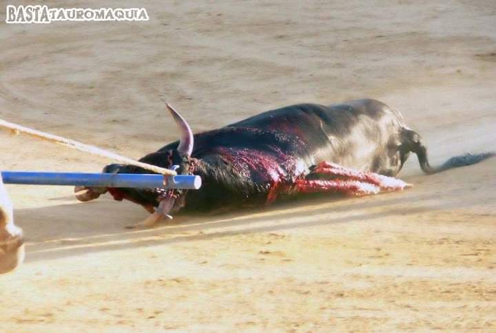 Sólo los SÁDICOS hacen de la CRUELDAD ... una 'FIESTA' Ni arte, ni cultura!! #FeriaDeSanMarcos #BASTAdeTauromaquia