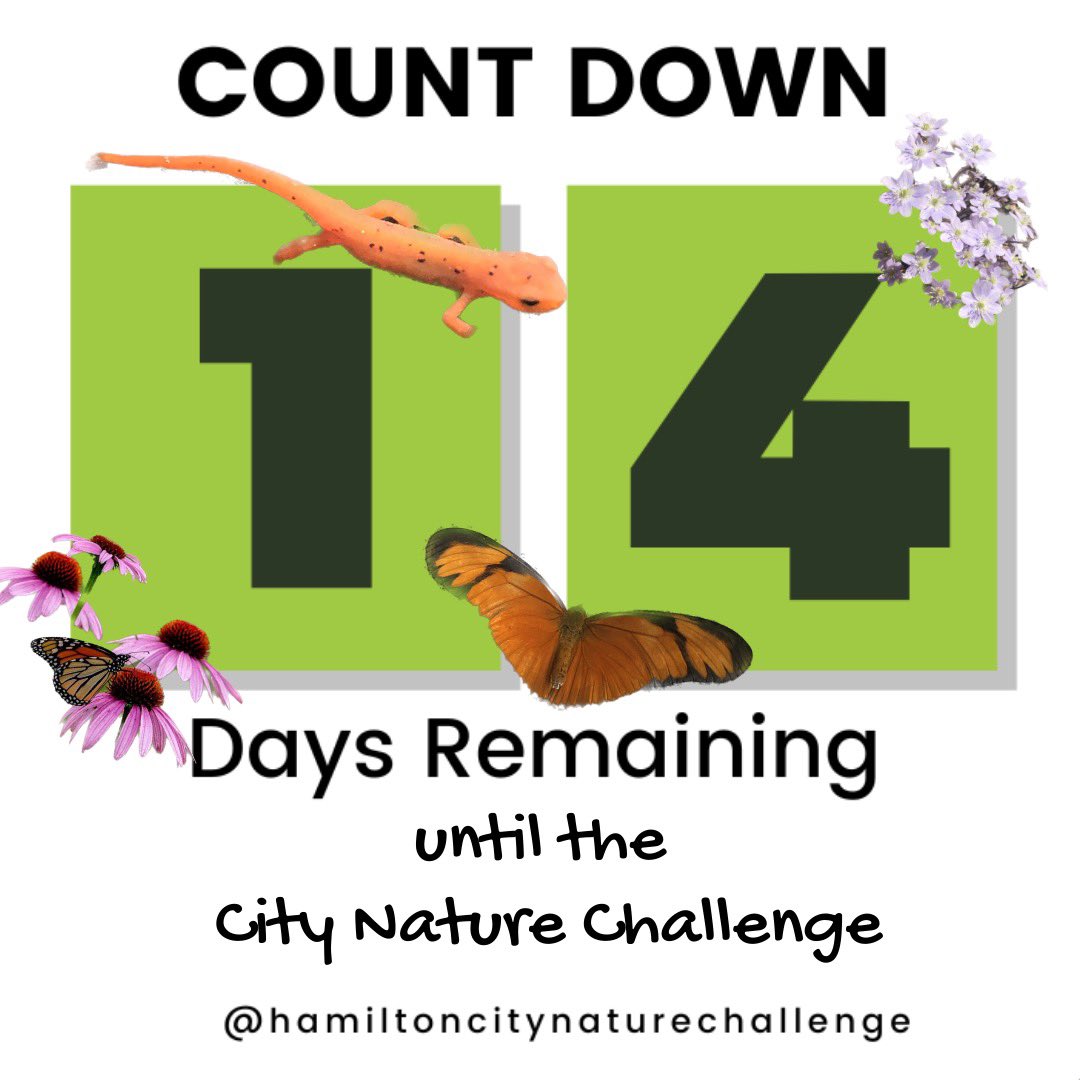 Two more weeks until the identification period of the City Nature Challenge begins on April 28th! Starting taking in all of the nature around you 🌱🦊🌸

#HamOnt #CityNatureChallenge #cwf #cwf_fcf #iNaturalistCanada #Hamilton #Biodiversity #HamOntBiodiversity
