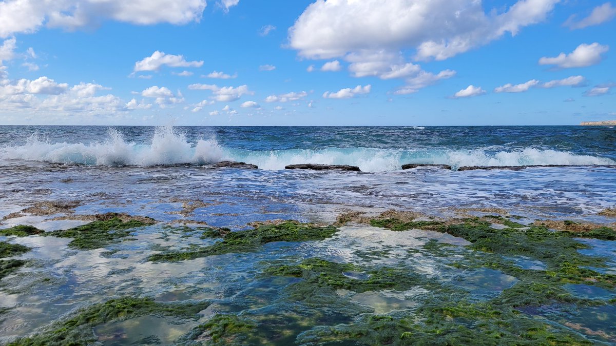 ChiaraGiommi's tweet photo. The joy of low tide...
#phycologyfriday #phycyeah #algae #diatoms #cyanobacteria #macroalgae #seaweeds #tidepool #intertidal https://t.co/DlnerJDZej
