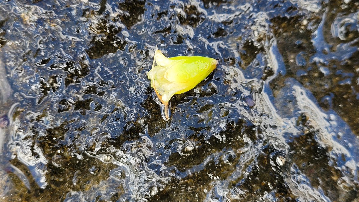 ChiaraGiommi's tweet photo. The joy of low tide...
#phycologyfriday #phycyeah #algae #diatoms #cyanobacteria #macroalgae #seaweeds #tidepool #intertidal https://t.co/DlnerJDZej