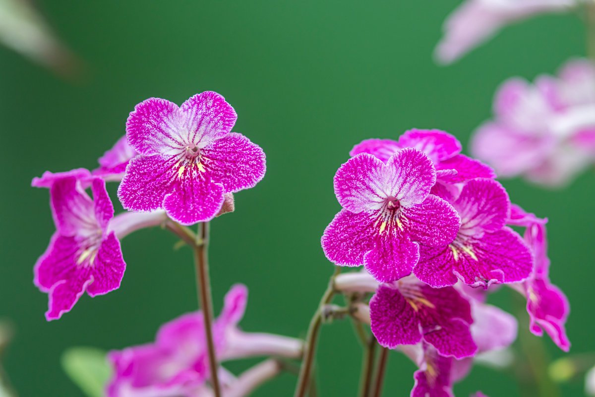 Barton Grange Garden Centre tweet media