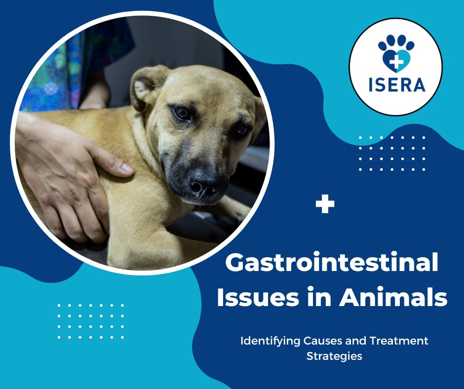 iseranimals's tweet photo. Don't ignore signs of #gastrointestinal issues in your #pets! 
Check out our latest post and learn about common causes and #treatment strategies to keep them healthy and happy.
https://t.co/SKWmkSvgvT 👈

#animalhealth #petcare #gastrointestinalissues https://t.co/NOtfTiJ7JS