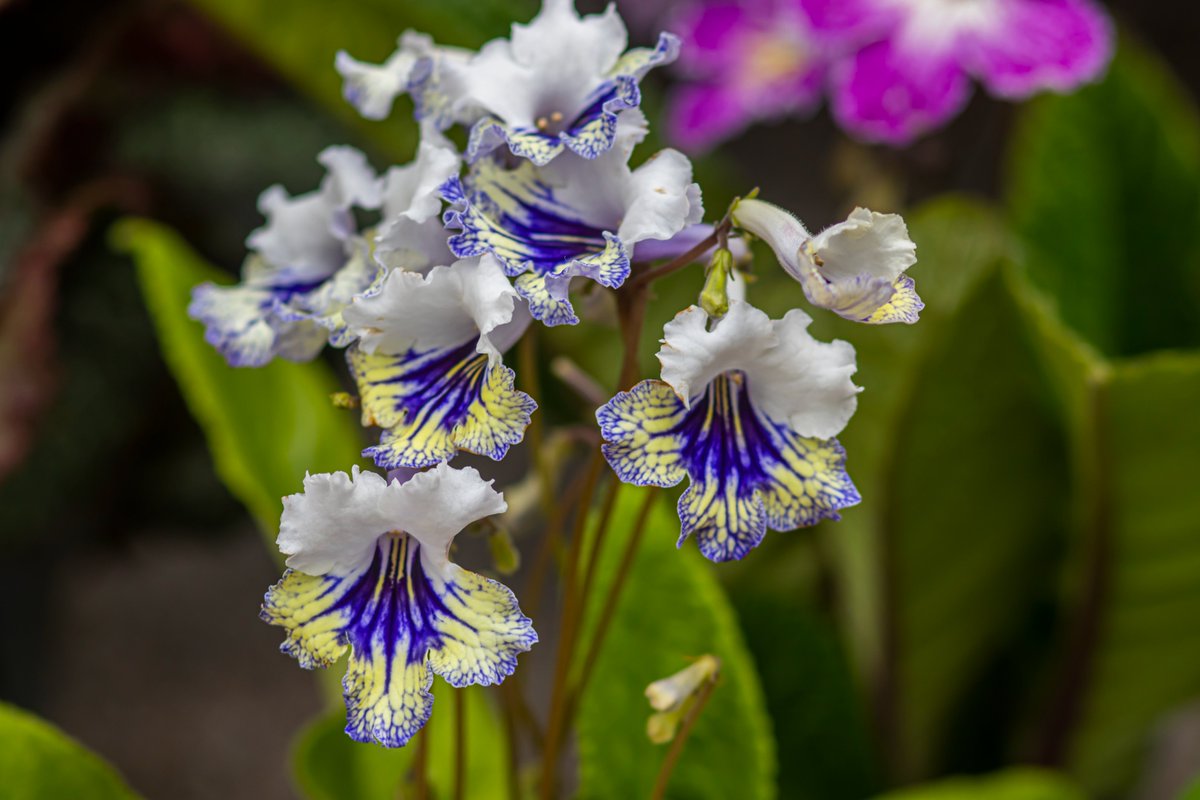 Barton Grange Garden Centre tweet media