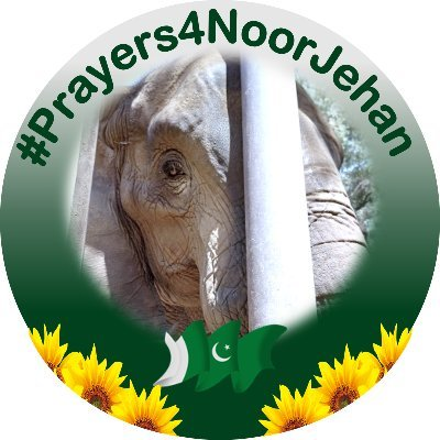 #CloseKarachiZoo #Pakistan, #AgonyofNoorJehan 
@KamranTessoriPk Honour the short life of #NoorJehan by taking away her pain. The prolonged suffering must end 🌈🌈 #NoMoreSuffering 🐘#KarachiZoo