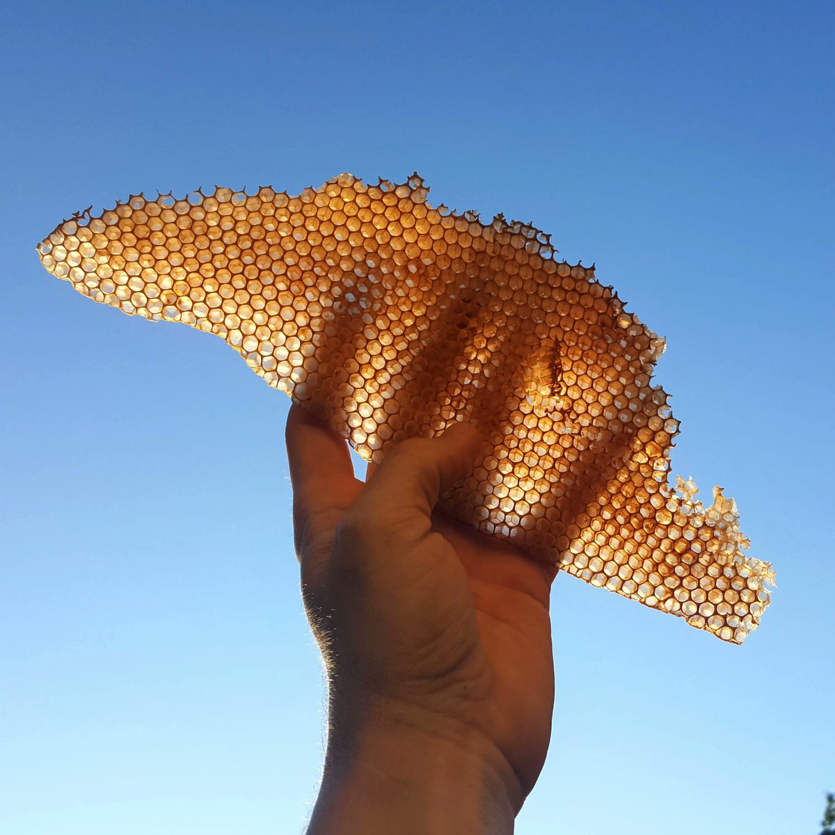 FoxhoundBeeCo's tweet photo. What a beaut. 

#beekeeping #honey #beekeeper  #bees #homegrown #homestead #urbanbeekeeping  #buzzing #backyardgoals #instagrambham #savethebees ##ilovenature #beehive #bee #backyardbees #foxhoundbeeco #albeeks #beekeeping101 #alabama #honeybee https://t.co/M7DFzxPZkn