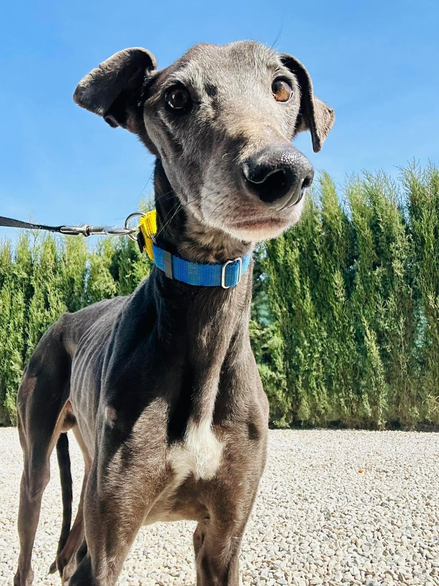 GalgosdelSol's tweet image. Camaron ❤️ giving his best pose in hope you might want to take him home 😍 That wonky snoot… he’s adorable. Approx 5yrs old he’d suit a 1st time galgo owner &amp;amp; could be an only dog…seems happy with his own company but we’ve yet to try him with other dogs. Isn’t he pawesome? 🙏🏻❤️