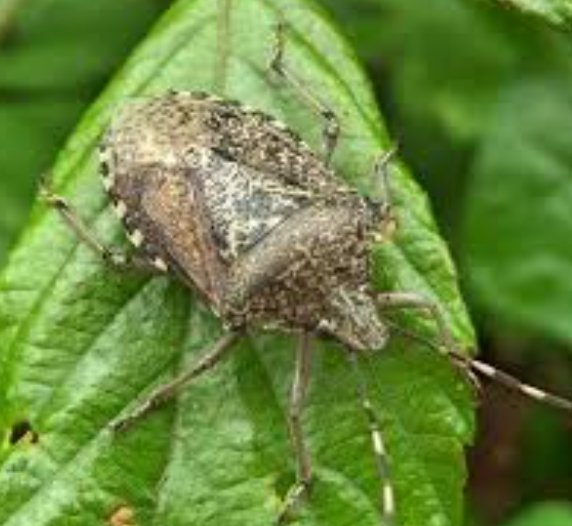 JezCox's tweet photo. Shield bug
(Palomena prasina)
Poor little fella.
We know what happened in the race but what happened to him! (or her....)
#lizardgate #grandbesancondoubs https://t.co/SkYV4HqNU4