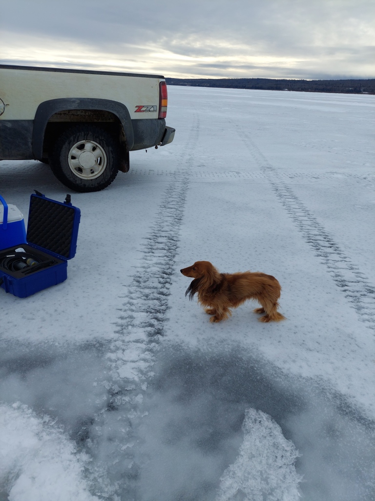 abLSWC's tweet photo. It's almost open water season! Flashback to winter fieldwork supervisor, Phil! #watershedwiener #mascot #phildog #abwater https://t.co/DurWqGMxA0