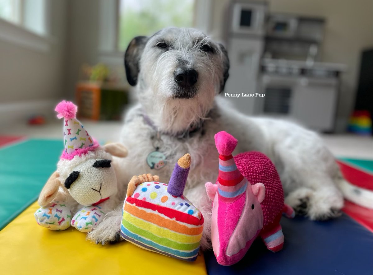 𝗣𝗲𝗻𝗻𝘆 𝗟𝗮𝗻𝗲- Lawn Potato TM tweet media