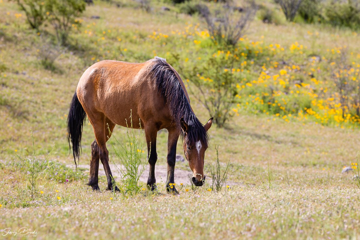 I've been flooding my timeline with seniors. Time to change it up today. Have a great Friday and a fabulous weekend!

#azphotographer #chandlerphotographer #saltriverhorses #saltriver #arizona #landscapephotography #horses #wildflowers #landscapephotographer #fridayvibes