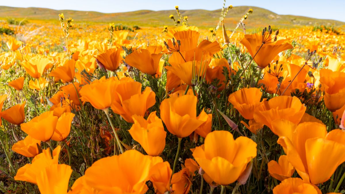 CA State Parks on Twitter "This WildflowerBloom season, be like 