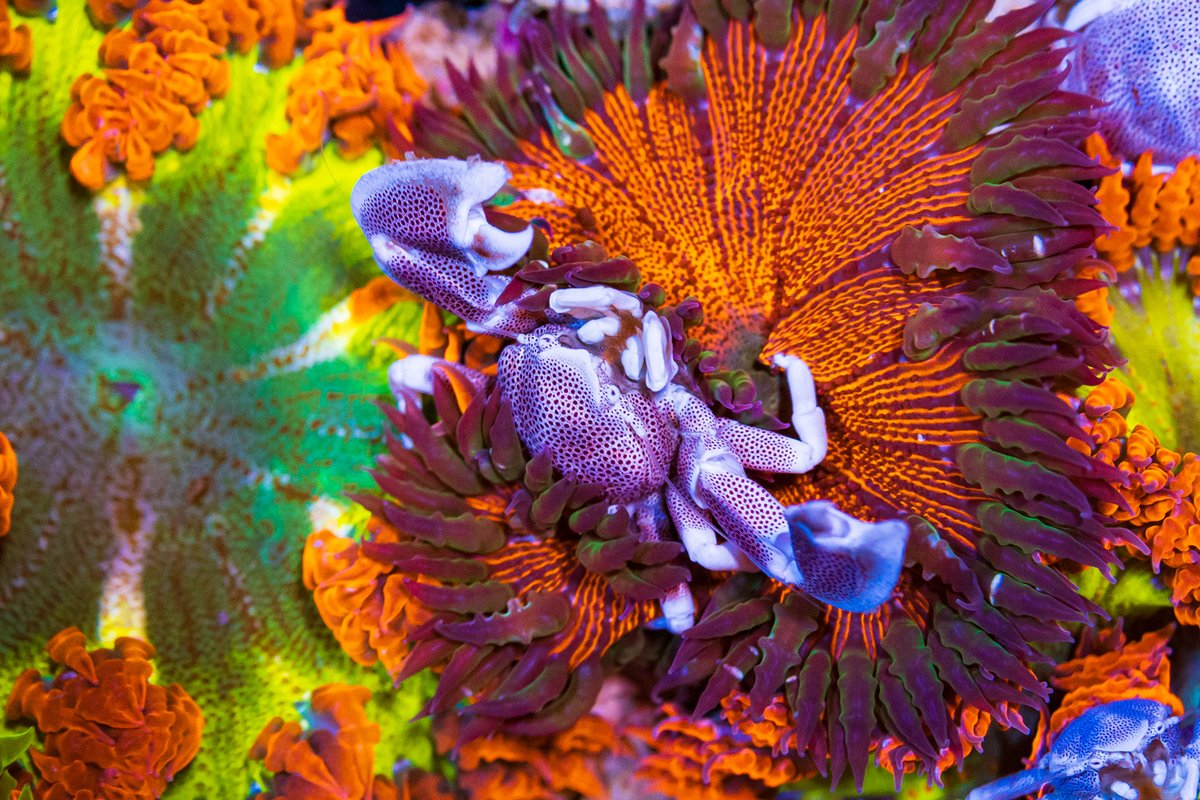 World Wide Corals tweet media