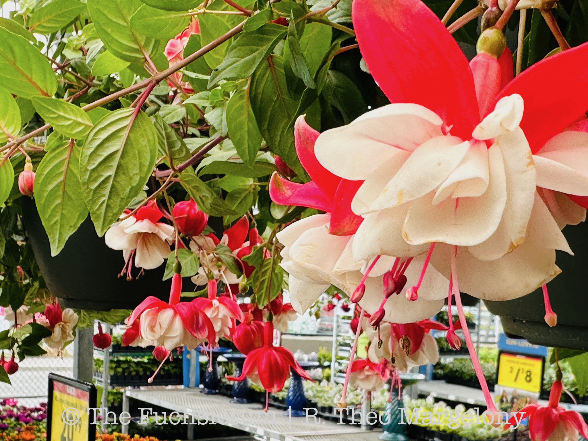 Fred Meyer Fuchsia Saturday 2025 Dates Celka Darlene