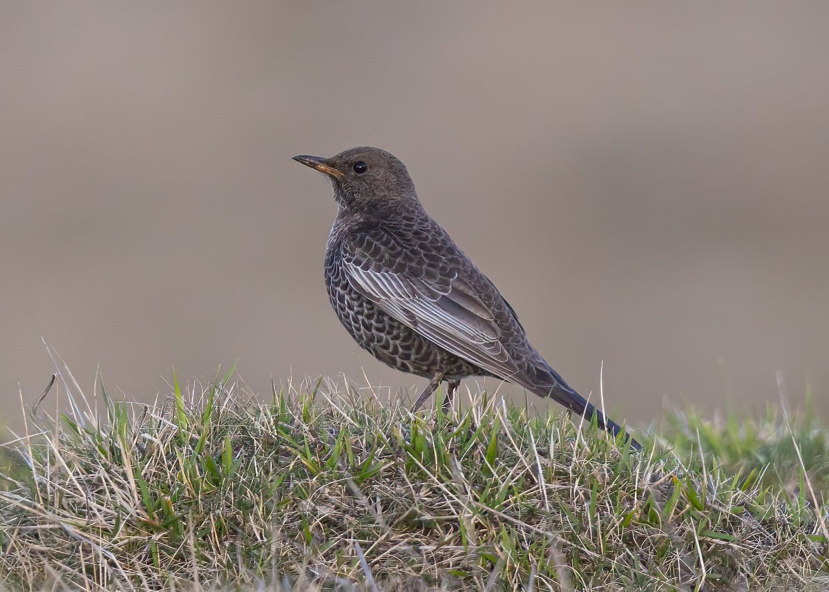 A blog on the Ring Ouzels at Cleeve Common together with a load more pics and background info can be found here. Thanks for looking if you have time.
#GlosBirds @CleeveCommon @RareBirdAlertUK 

thestandlakebirder.blogspot.com/2023/04/the-ri…