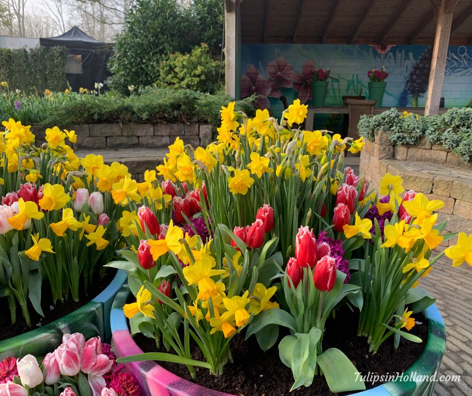 Happy National Gardening Day! 🥳 Have a wonderful weekend ahead. 🌷🌷🌷

#travel to the #tulipsinholland spring 2023 tulipsinholland.com #NationalGardeningDay