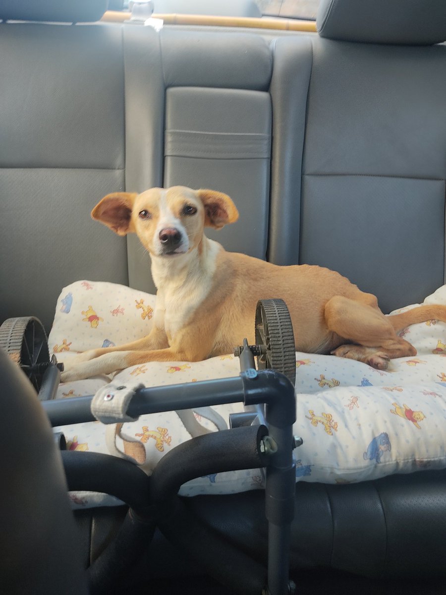 Buenos días, ayer jueves 13 de abril, traslado de Esperanza para monitorear y ajustar su sillita de ruedas. Está de un contento. <a href="/FRAENKELE/">FRAENKEL ESCALANTE</a> <a href="/LeidyCarpio1980/">@leidycarpio1980</a>