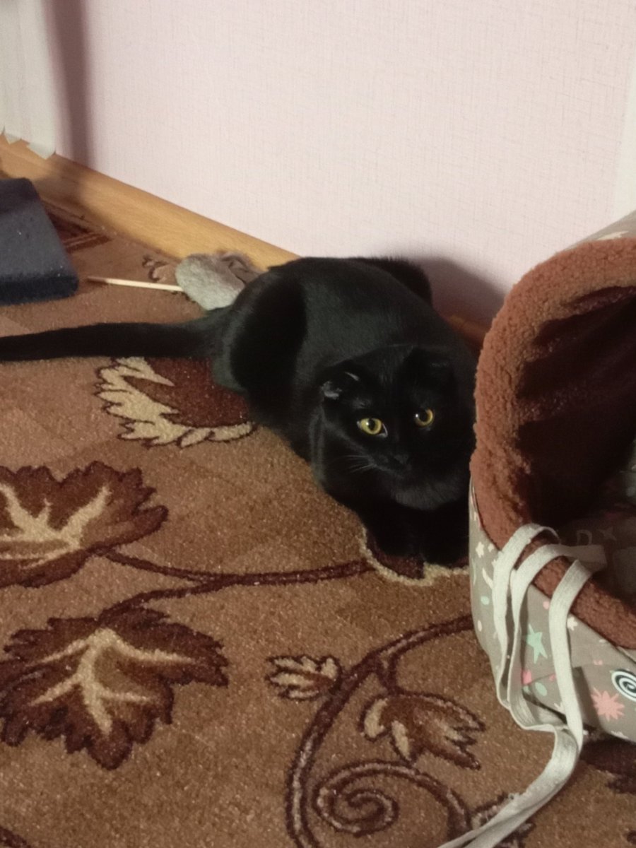 DendzSr's tweet photo. @skzwrlddm @stay_support @Stray_Kids Май литл кит явно хочет вас похитить, чтобы любоваться

JYPE RESPOND TO STRAY KIDS FANS #JYPEDoBetterForSKZ 
#JYP존경스트레이키즈
@stay_support @Stray_Kids https://t.co/iyJ83K7X8H