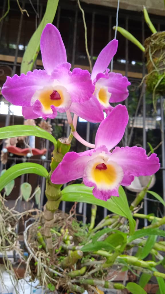 orquibor's tweet image. Dendrobium Nobile. Cultivo de Jose Salussolia. Tucape. #tachirasancristobal #tachira #sancristobal #cordero 
 #capacho #rubio #Colón #venezolanos #piñal #abejales #tariba #lobatera #michelena #cobre #seboruco #quenique #orquibor #orquideasdeltachira #orquideasnativasdeltachira