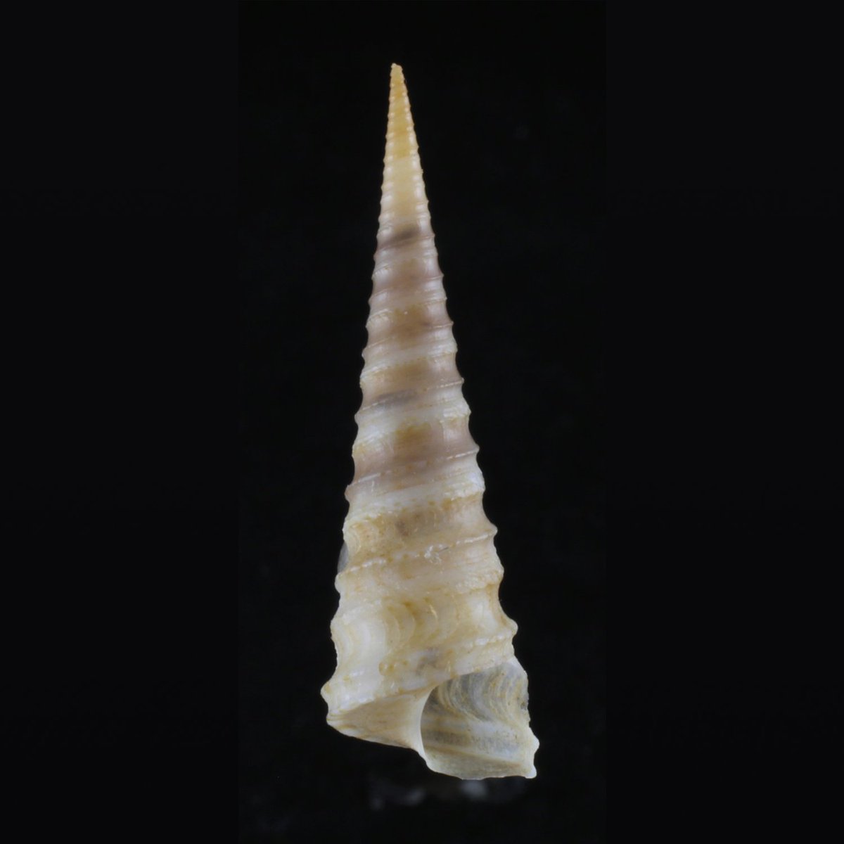UniOfYork's tweet photo. What is your most profound achievement to date? For Howard Peters, it might well have been achieving his PhD at the age of 71.
But now he's got a new distinction - a species of marine snail has been named after him. Find out more: https://t.co/8qkjWyGlZm
#HumansOfYork https://t.co/GE0FWthXLN