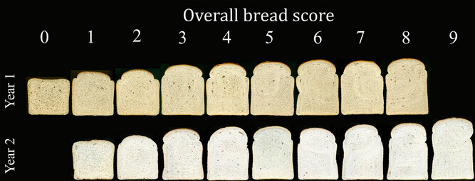 nickfradgley's tweet photo. NEW PAPER OUT!  In @plantgenome 

Maintenance of UK bread baking quality: Trends in wheat quality traits over 50 years of breeding and potential for future application of genomic-assisted selection

https://t.co/HGk6OEgwYx

@KertonMC @StephanieSwarbr @AlisonRBentley @niabscience https://t.co/fWC9AYFFyG