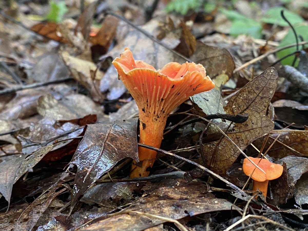 mycelialweb's tweet photo. Gm Happy #FungiFriday 🐒

Little Teacher 015 and the real world mushroom Cantharellus cinnabarinus. Commonly known as Cinnabar chants, or Fire chanties this is a delicious mycorrhizal fungi which I find growing in association with maple and other hard wood trees.🍁🍄 https://t.co/H2CekhjOlz