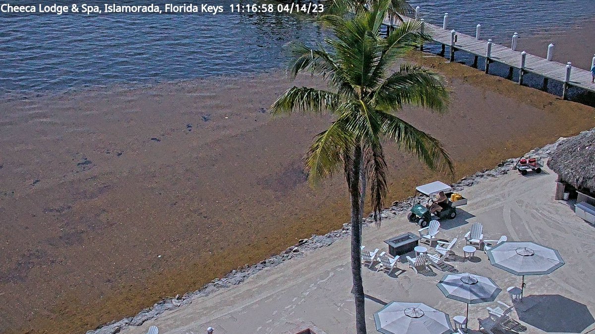 SargaMonitoring's tweet photo. 14/04/2023  #USA #FloridaKey #Islamorada - Cheeca Lodge

Location on the official map
here--> https://t.co/c7aot8PCKx

#sargassum #sargasso #sargazo #sargasses #sargassi #algues #algea #seaweed #sargassumbelt #sargassummonitoring https://t.co/20sXO44VkH