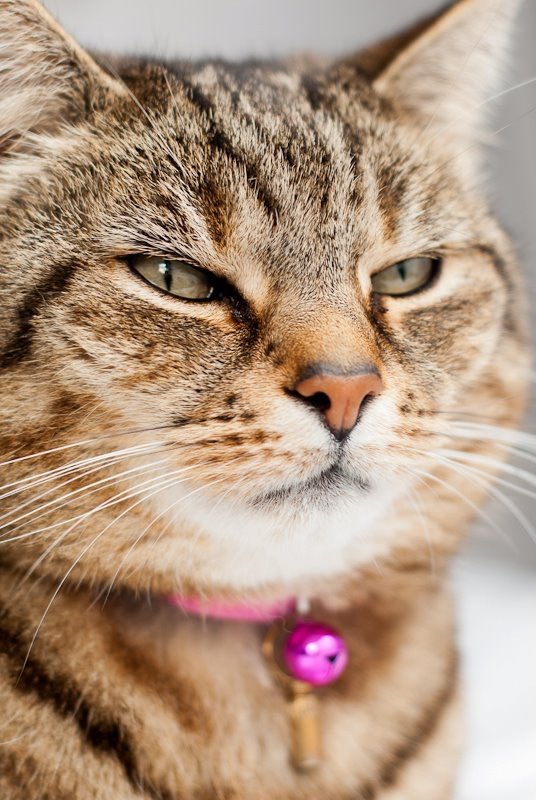 drbilo's tweet photo. @LukeInTH Approve of tbe name. Was the name of my late cat before Buddy https://t.co/jELdPIDie6