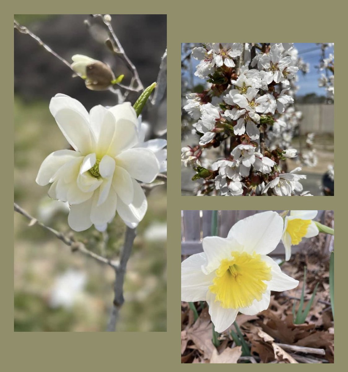 It’s Happening! 🌸
Star Magnolia, Snow Fountains Cherry, Daffodil

#spring2023 #springblooms #cherryblossom #daffodils #gardening #garden #flowers #floweringtrees #growsomething #hiddengardens #capecod #hiddengardenscapecod #hiddengarden #gardendecor #plantsmakepeoplehappy