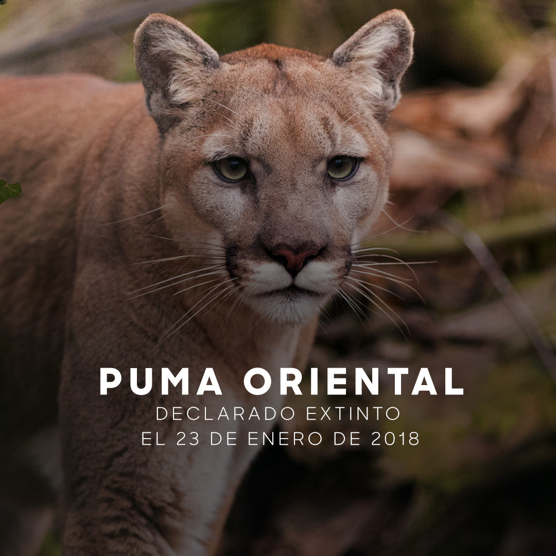 DiscoveryLA's tweet photo. La lista más triste que verás hoy 😔 #MesDeLaTierra https://t.co/Vo3wvuZ5lc