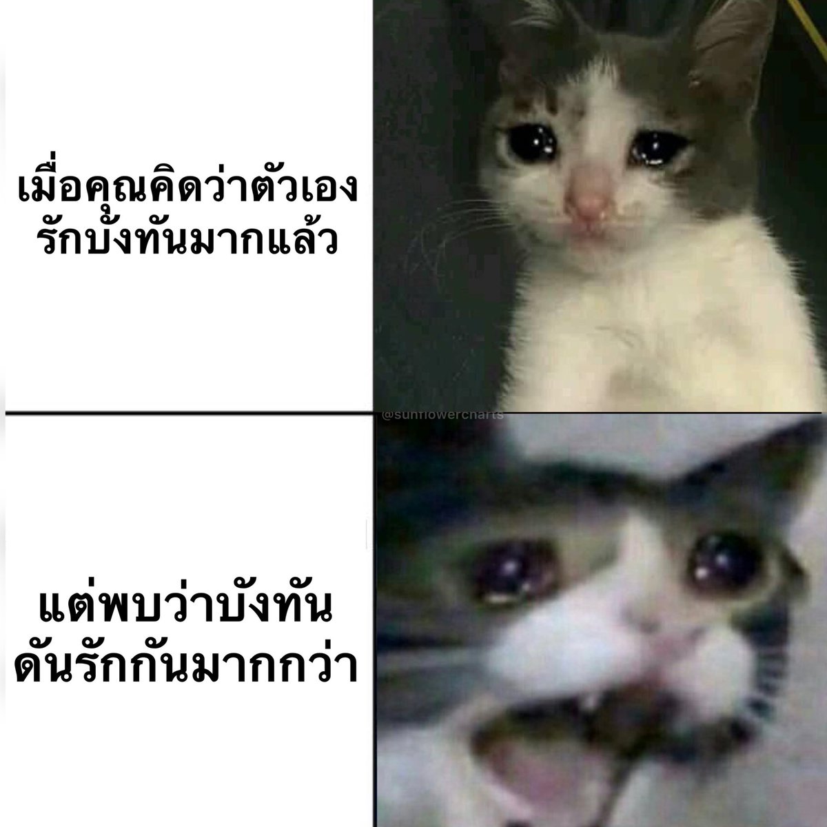 sunflowercharts's tweet image. เมื่อคุณคิดว่าตัวเองรักบังทันมากแล้ว
แต่พบว่าบังทันดันรักกันมากกว่า…