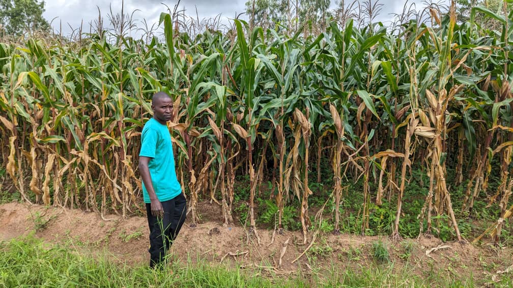 AswapSpii's tweet photo. Micheal Jere’s life has changed for the better after being exposed to the making and use of manure by extension workers with support from ASWAp – SPII. https://t.co/fPYOpjZ6Au