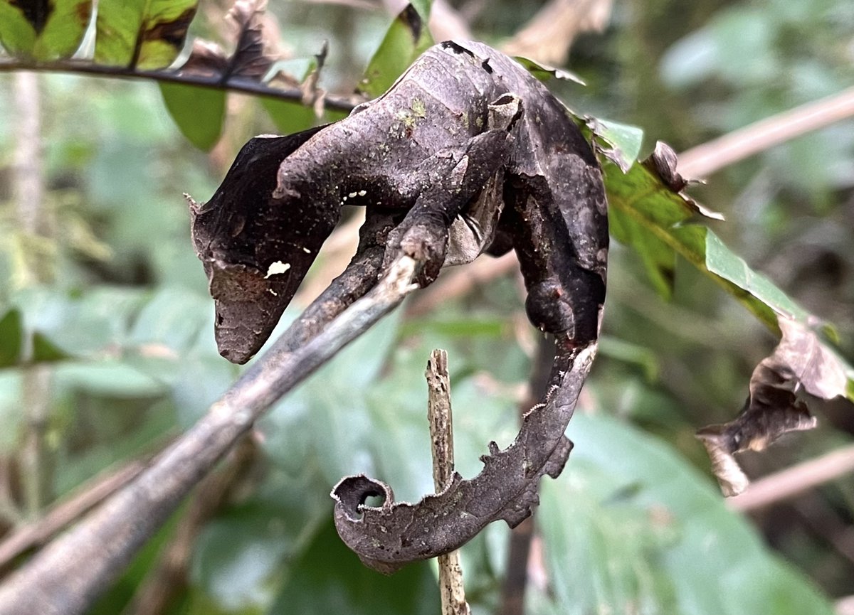 Keith Drew (@keithdrewtravel) on Twitter photo It's not all about the lemurs. Madagascar has plenty of other incredible creatures. I give you a weevil with a neck like a giraffe and a gecko that thinks it's a leaf. 🇲🇬 <a href="/lonelyplanet/">Lonely Planet</a> It's not all about the lemurs. Madagascar has plenty of other incredible creatures. I give you a weevil with a neck like a giraffe and a gecko that thinks it's a leaf. 🇲🇬 <a href="/lonelyplanet/">Lonely Planet</a>