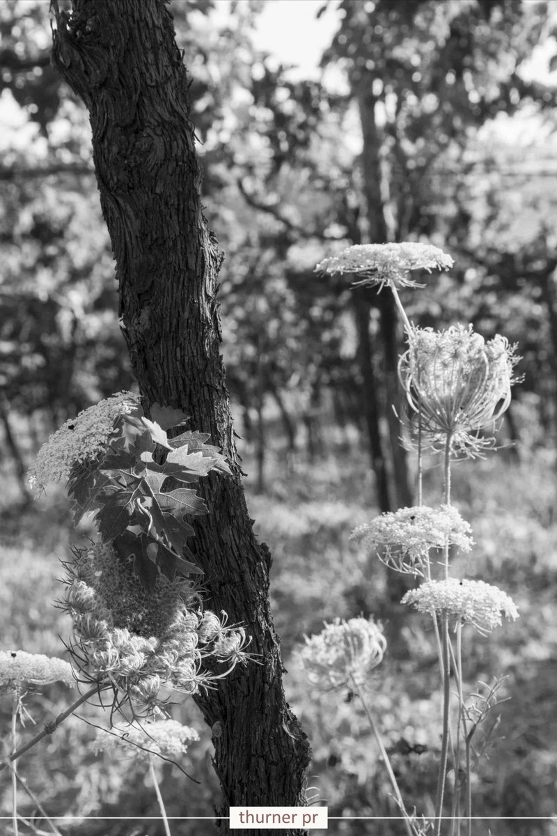 ThinkThurner tweet media