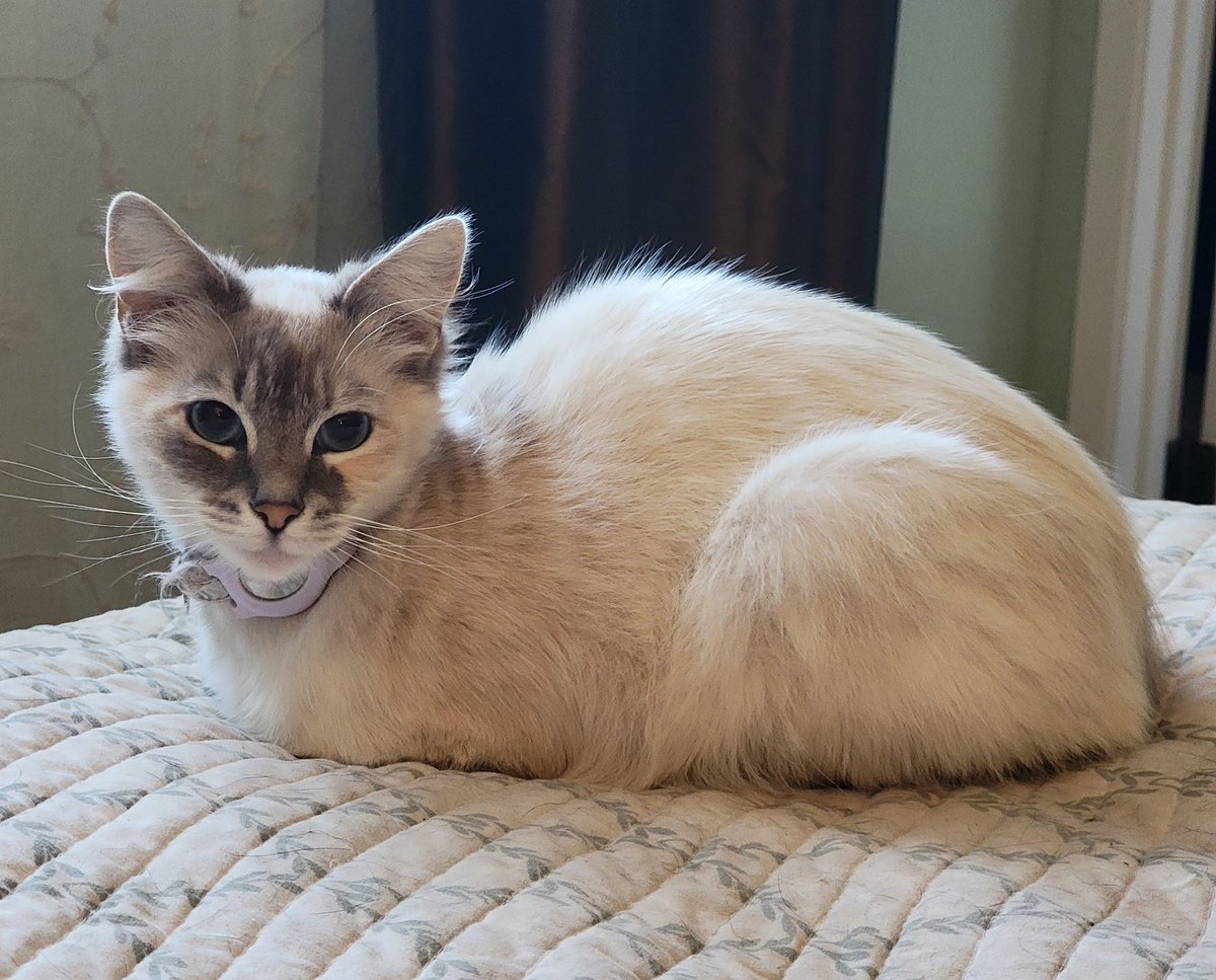 Morning meatloaf