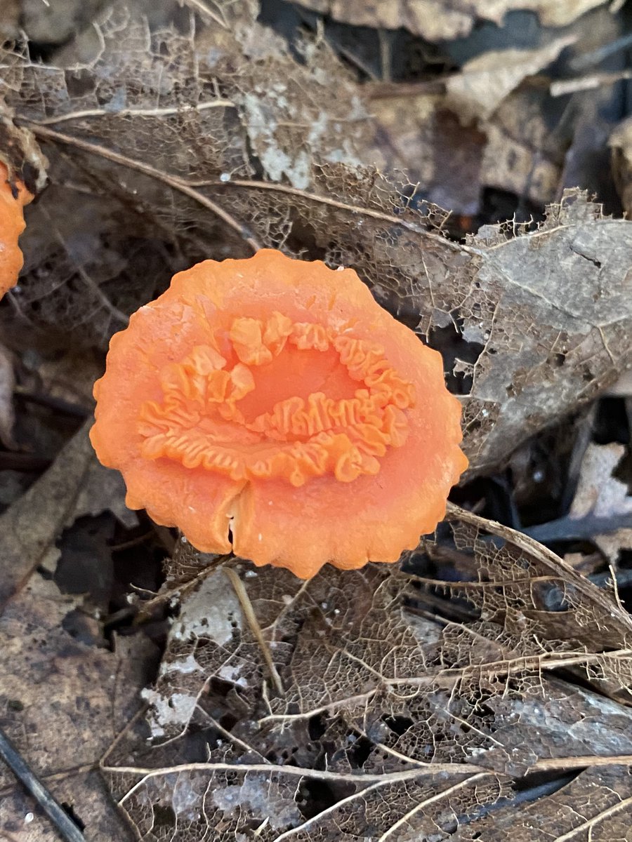mycelialweb's tweet photo. Pro tip: Leave your fresh gourmet or wild mushrooms in the sun for at least 30 minutes before you cook them. When you leave your fungi exposed to sunlight they convert ergosterol into Vitamin D! The longer you leave them out the more Vitamin D they will produce. https://t.co/WpaZJpU2GD